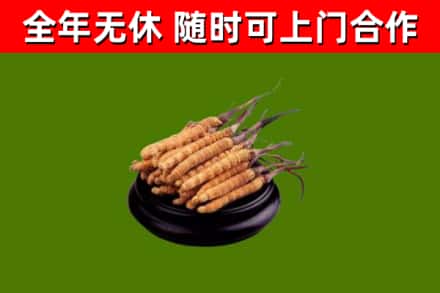 桃江县烟酒回收冬虫夏草.jpg